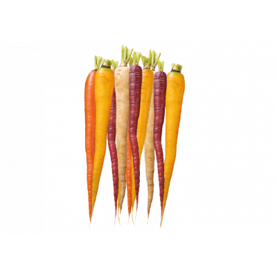 Carotte couleur