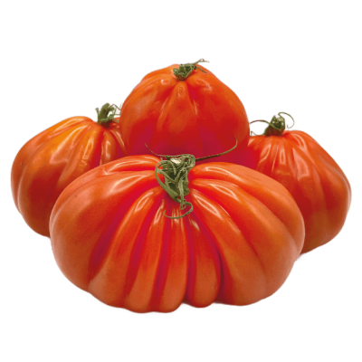 Tomate coeur de boeuf