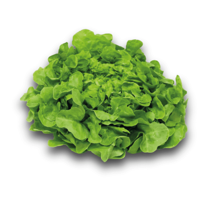 Salade Feuille de chêne