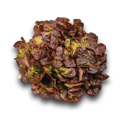 Salade Feuille de chêne rouge