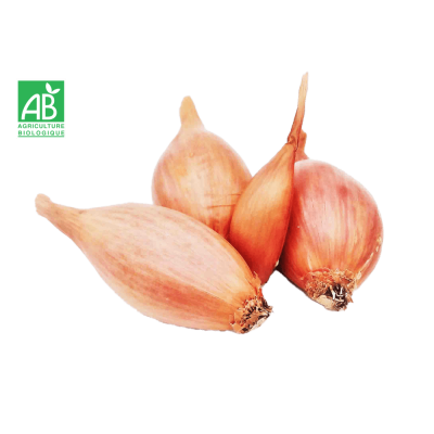 Échalote bio