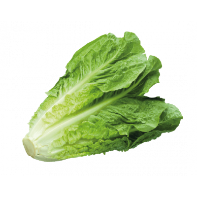 Salade Romaine