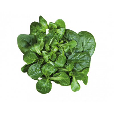 Salade Mâche