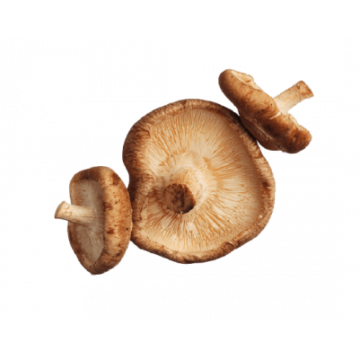 Champignon Shii Take