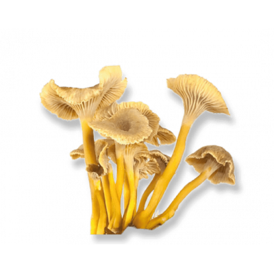Champignon Chanterelle
