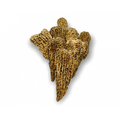 Morilles séchées