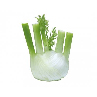Fenouil