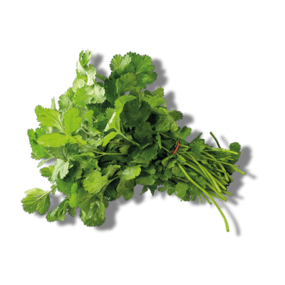 Coriandre