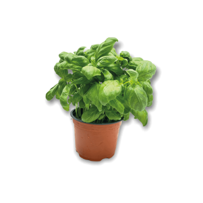 Basilic pot