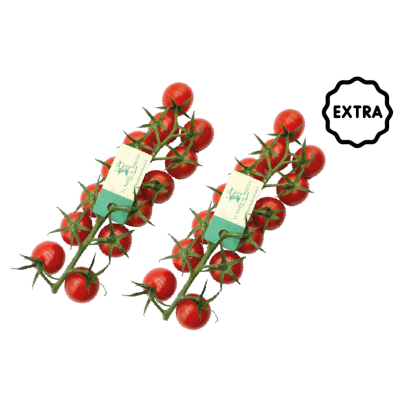 Tomate cerise rabelais