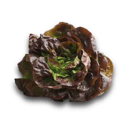 Salade Laitue rouge