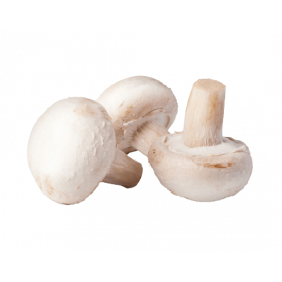 Champignon blanc