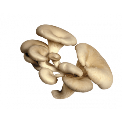 Champignon Pleurote