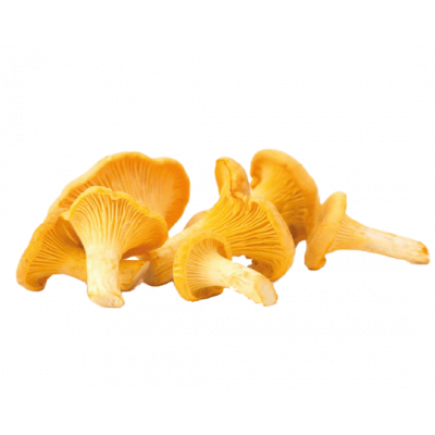Champignon Girolle
