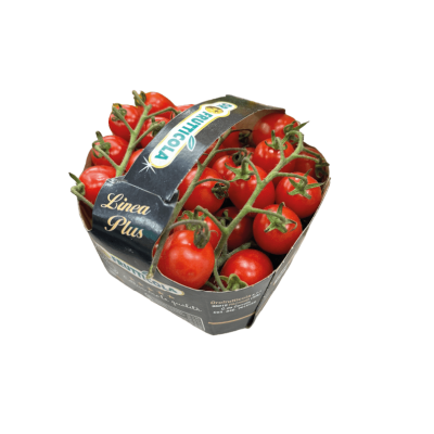 Tomate cerise allongée