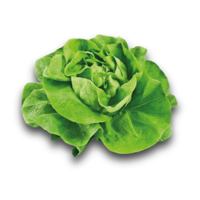 Salade Laitue verte
