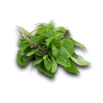 Basilic Thaï