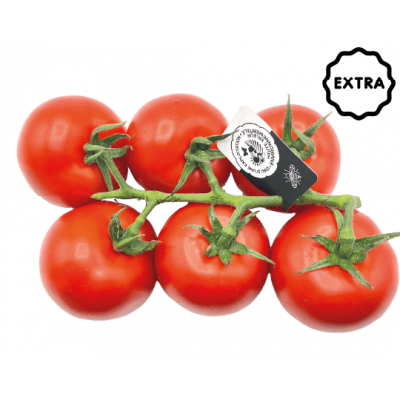 Tomate Gustative