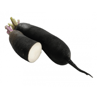 Radis noir