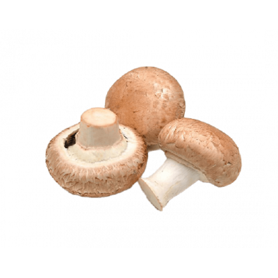 Champignon rose